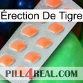 Érection De Tigre 26
